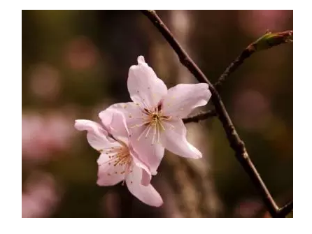 十裏桃花
