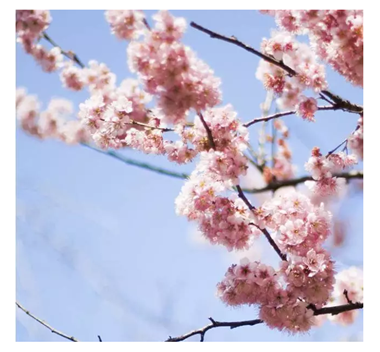 櫻花