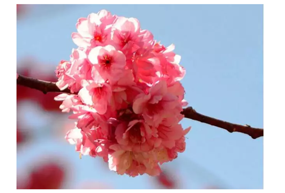桃花