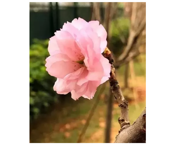 櫻花