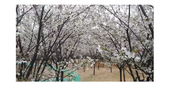 櫻花