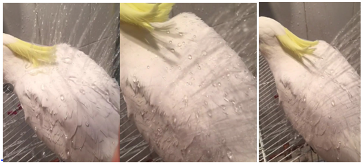 羽毛防水性